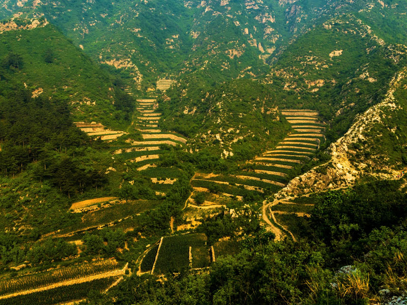 核桃樹下和諧村