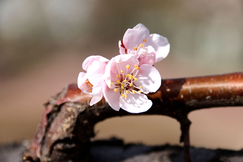 枯木逢春-曹新國