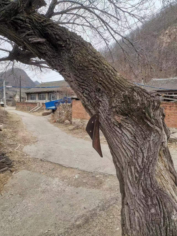 千年老榆樹上掛的“鐘”，是駱臺子屯傳統(tǒng)自治的符號象征。