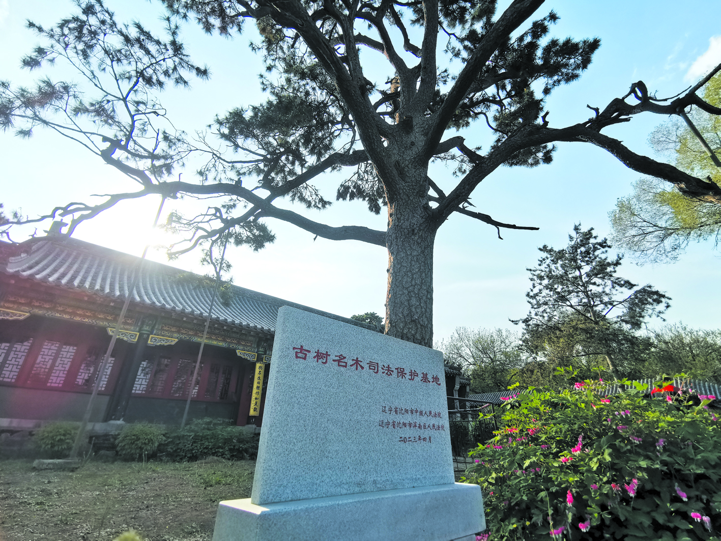 “古樹名木司法保護(hù)基地”石碑立在古松邊。