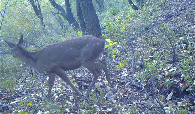 紅外相機(jī)鏡頭下梅花鹿的身影2