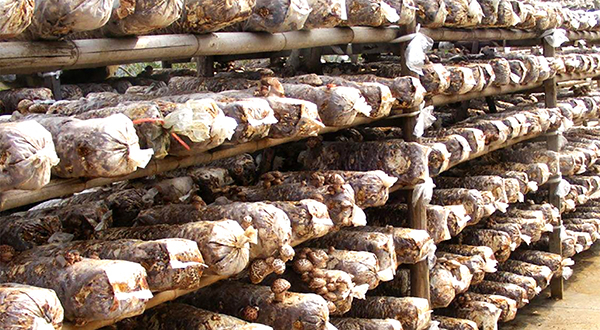 岫巖滿族自治縣食用菌