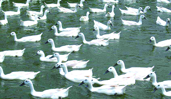 臺(tái)安縣禽業(yè)