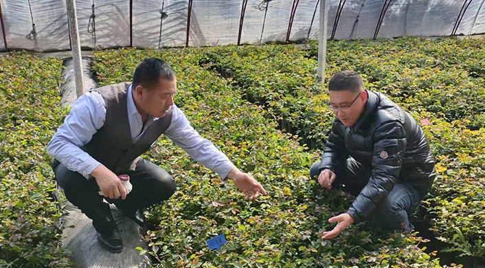 月季花卉產(chǎn)業(yè)聯(lián)合黨委與種植大戶交流